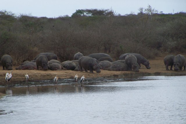 KNP Satara-Lower Sabi 2009 398.JPG