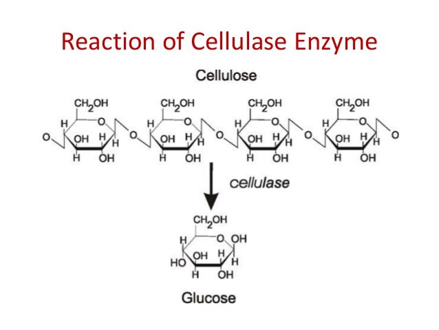 cellulase_digestive_enzyme.jpg