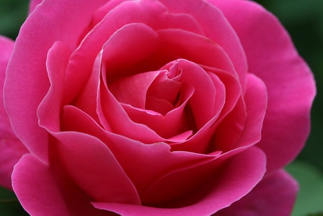 rose-3415767_960_720.jpg