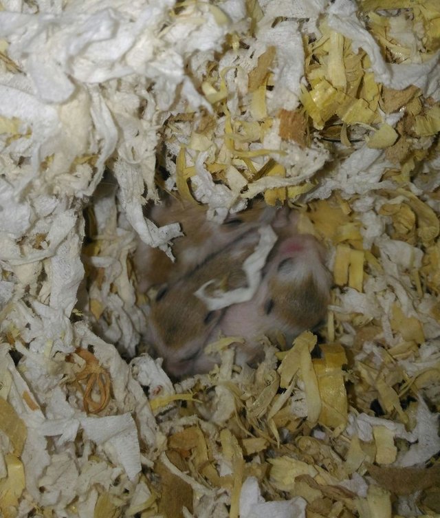 Roborovski Hamster_12 Days Old Pups.jpg