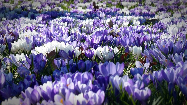 crocus-1261310_960_720.jpg