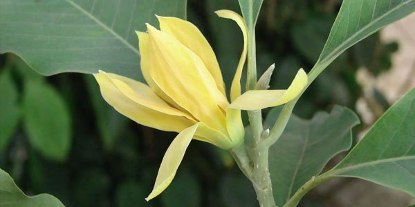 flower-Magnolia-champaca.jpg