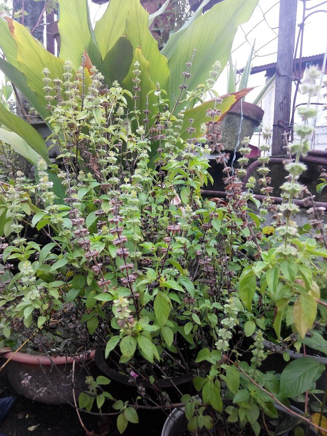 sweet-basil-plant02.jpg