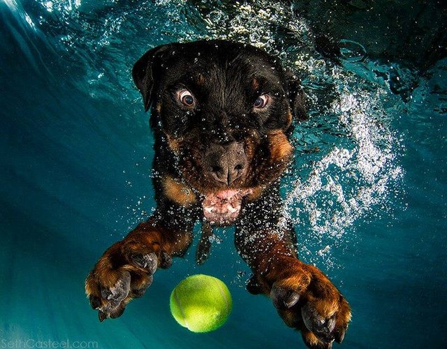 underwater-dogs-8.jpg