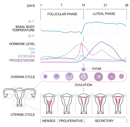 430px-MenstrualCycle2_en.svg.png