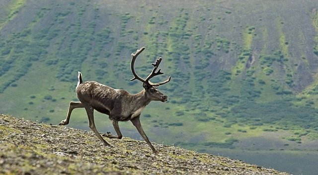 caribou-2035472_1280.jpg