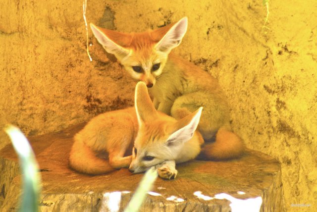 Cute Animals Series 2 Fennec Foxes 可爱动物系列 2 耳廓狐 Steemit