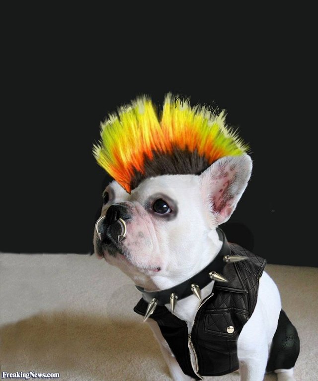 Punk-Pugdog.jpg