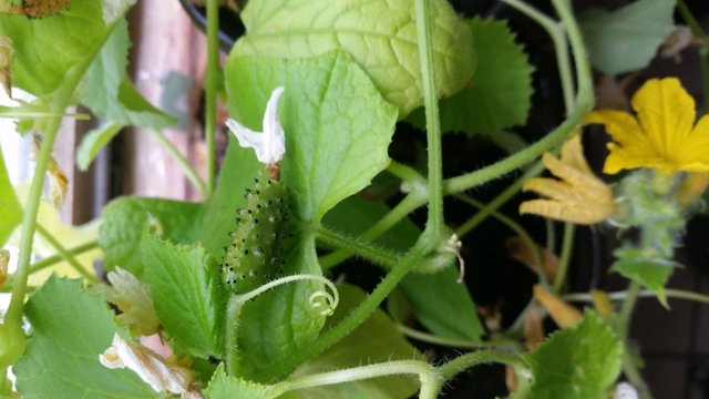 may6cukes.jpg