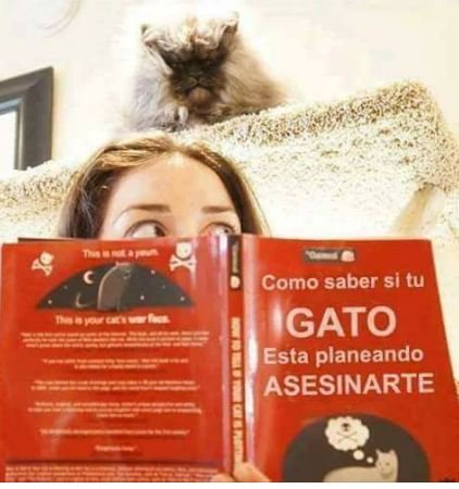 Gato ASESINO.JPG