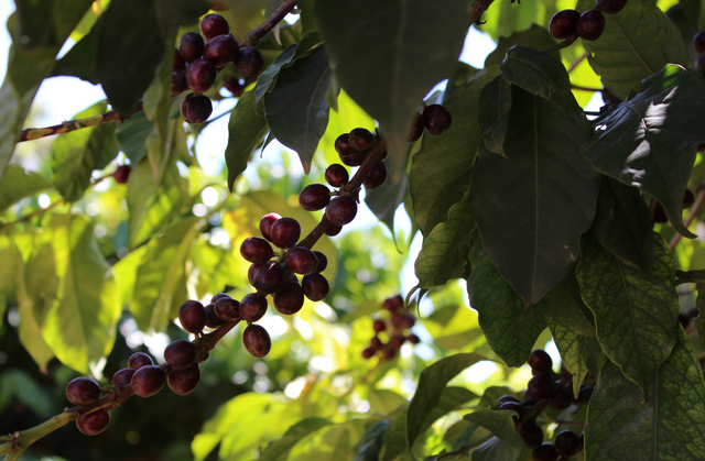 EthiopiaRockoMountainCherries.png