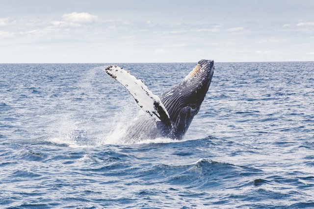 whale222.jpg