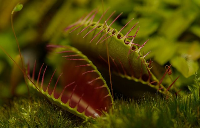 carnivorous-plant-217187_1280.jpg