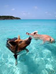 pig beach.jpg