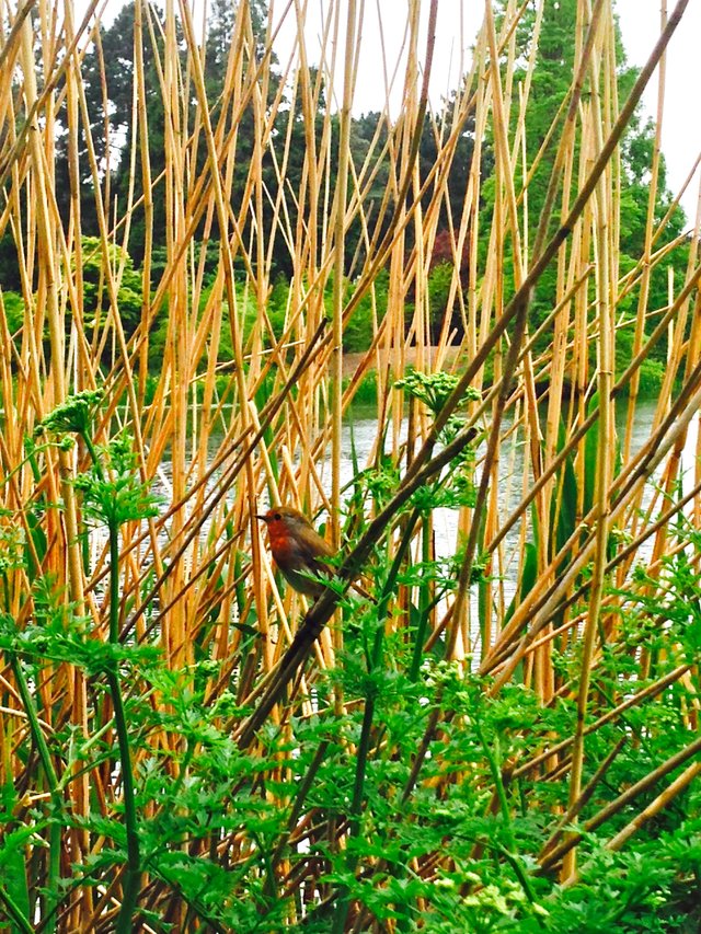 Robin in Profile in Reeds.jpg