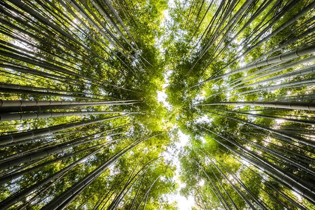 arashiyama-3.jpg