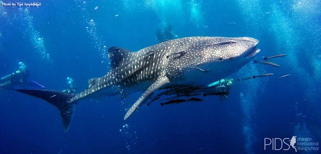 Whaleshark.jpg