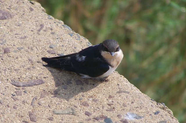 KNP Satara-Lower Sabi 2009 145.JPG