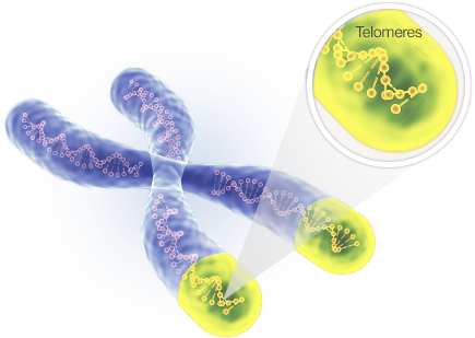 Telomere.png