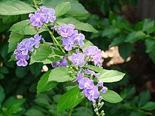 220px-Duranta_erecta.jpg