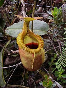 360px-Nepenthes_villosa.jpg