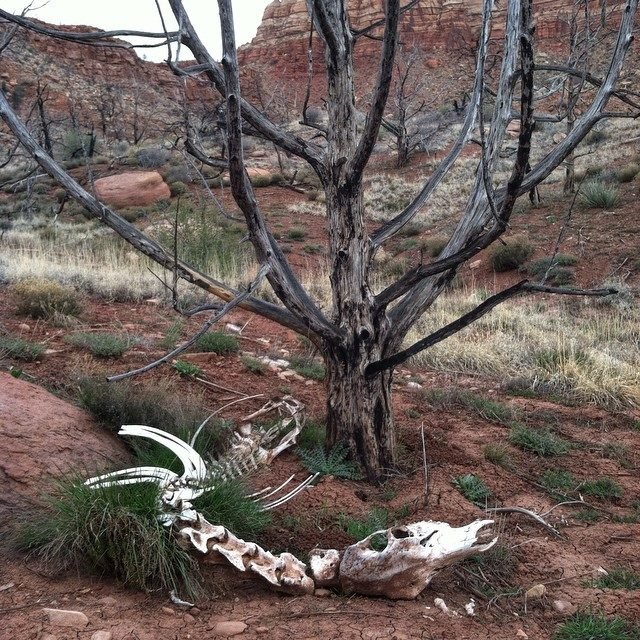 Dead tree dead bones.jpg