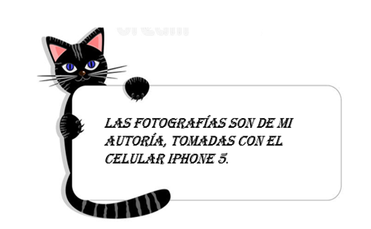 imagen gato.png