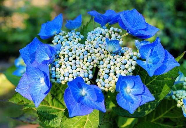 hydrangeas-377425_960_720.jpg