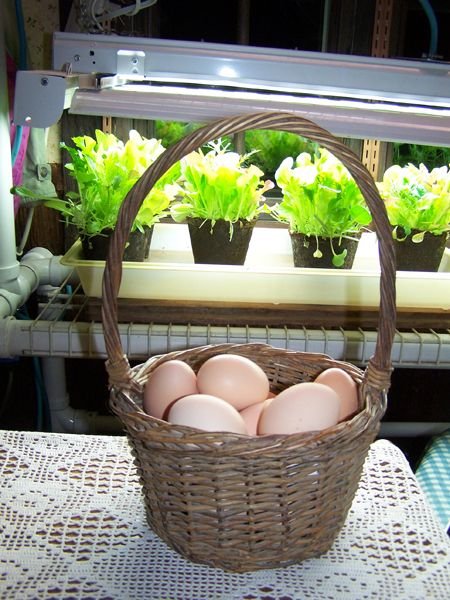 Eggs - 100 ROL and mesclun3 crop March 2018.jpg