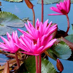 red-water-lily.jpg