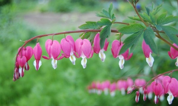 10 Of The Strangest Flowers In The World Steemit