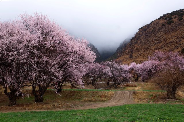 Adventures in Tibet 9.jpg