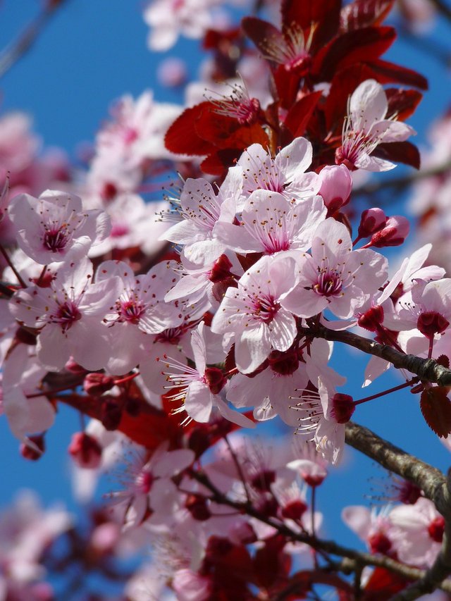 almond-blossom-5376_1280.jpg