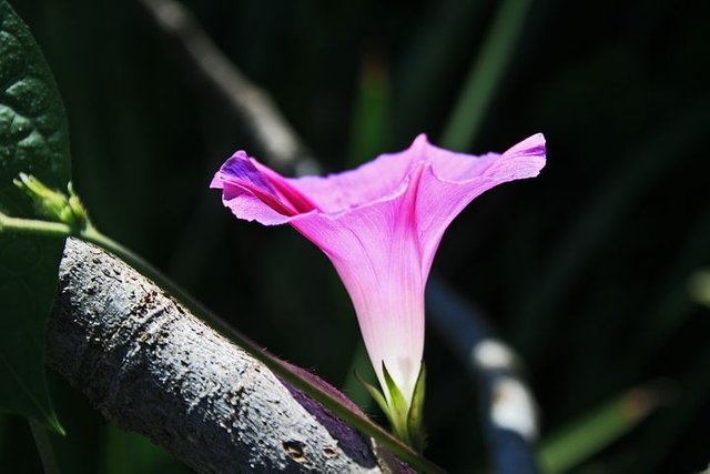 pink-morning-glory-flower-1811965__480.jpg