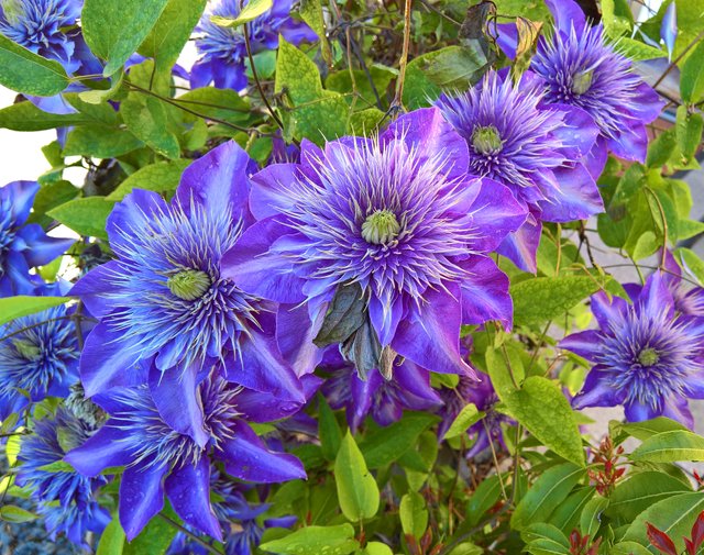 Colorchallenge Saturdayindigo Beautiful Flowers Traumhaft Schone Blumen Steemit