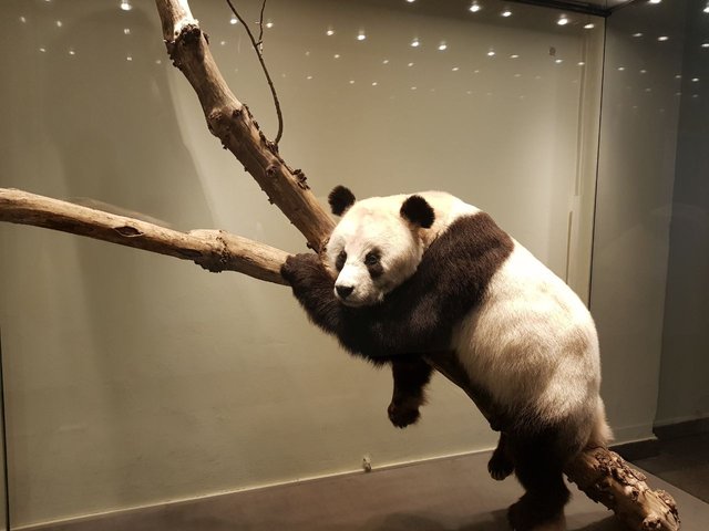 Steemit Museum Animal 0.jpeg