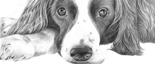 4-pencil-portrait-of-dog.jpg