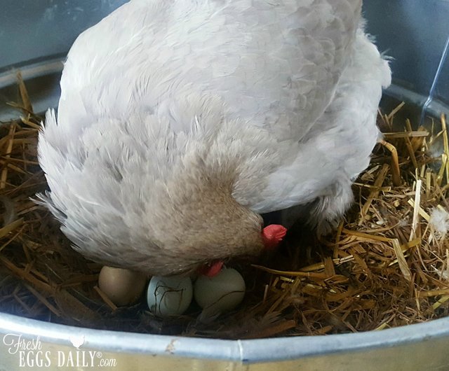 chicken-on-nest-of-eggs.jpg