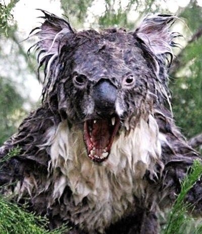 drop bear 2.jpg