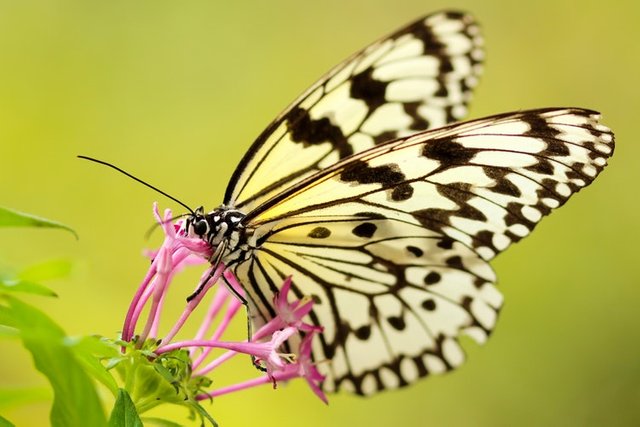micro butterfly 02.jpg