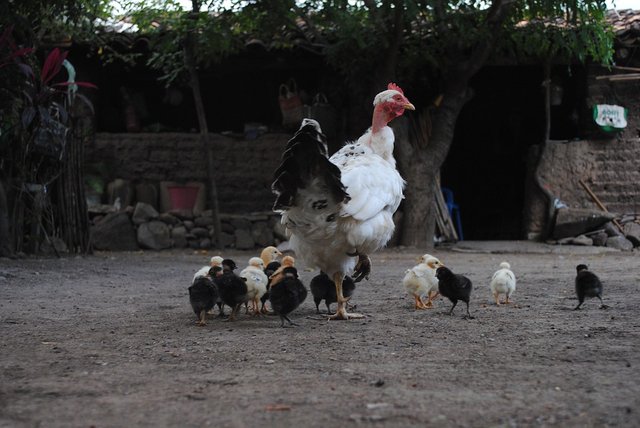 ayam beranak.jpg