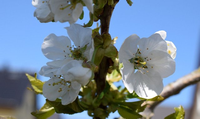 Kirschblüten2.jpg