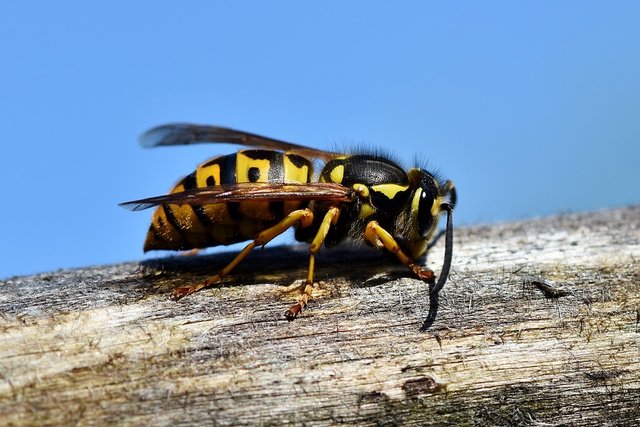 hornet-3336385_960_720.jpg