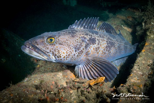 Lingcod-4.jpg