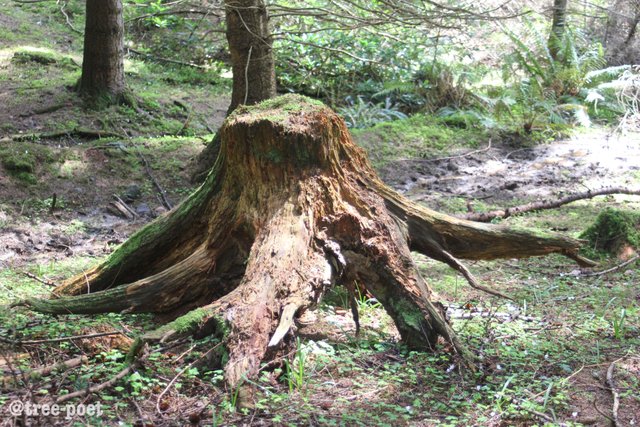 stump4.jpg