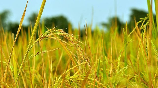 Pariza paddy_0_0.jpg