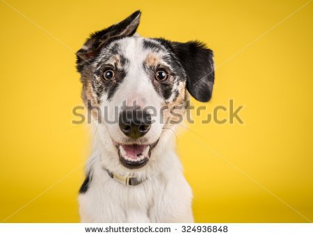 stock-photo-dog-headshot-on-a-yellow-background-324936848.jpg