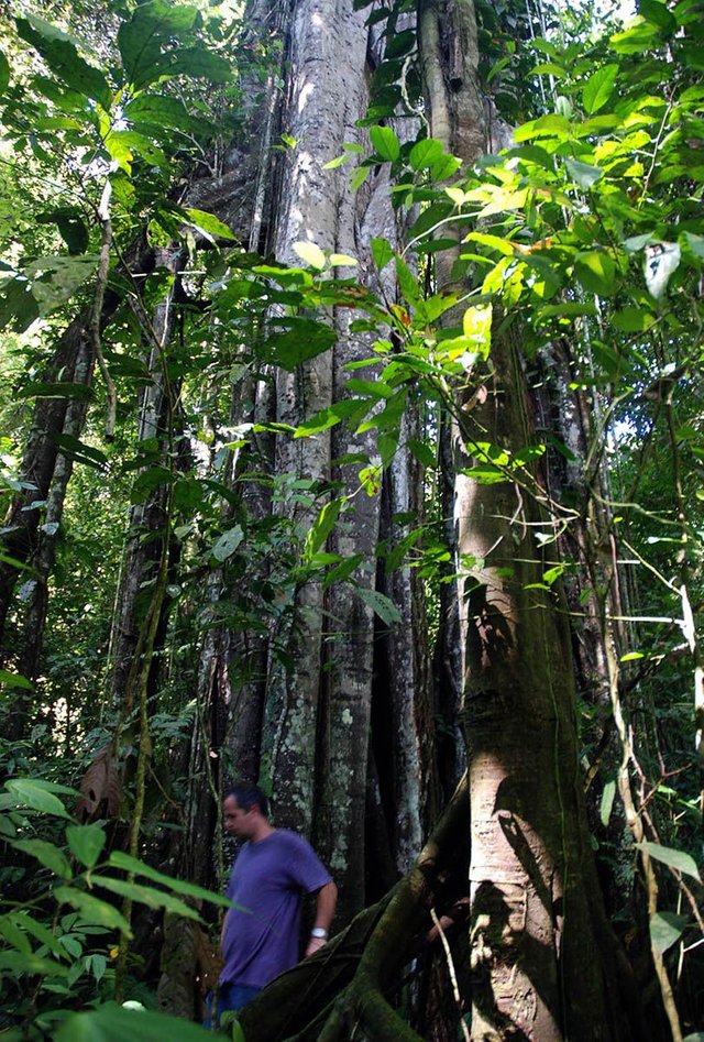 Rep Leuser2.jpg