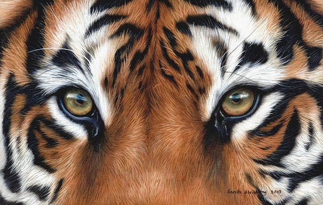 tiger-eyes-sarah-stribbling.jpg