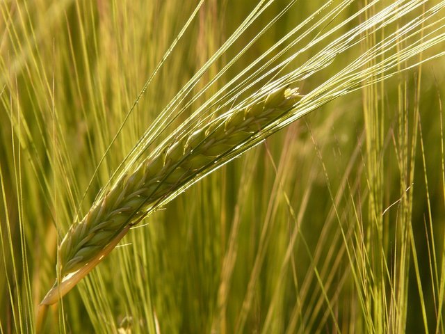 barley-field-8230_960_720.jpg